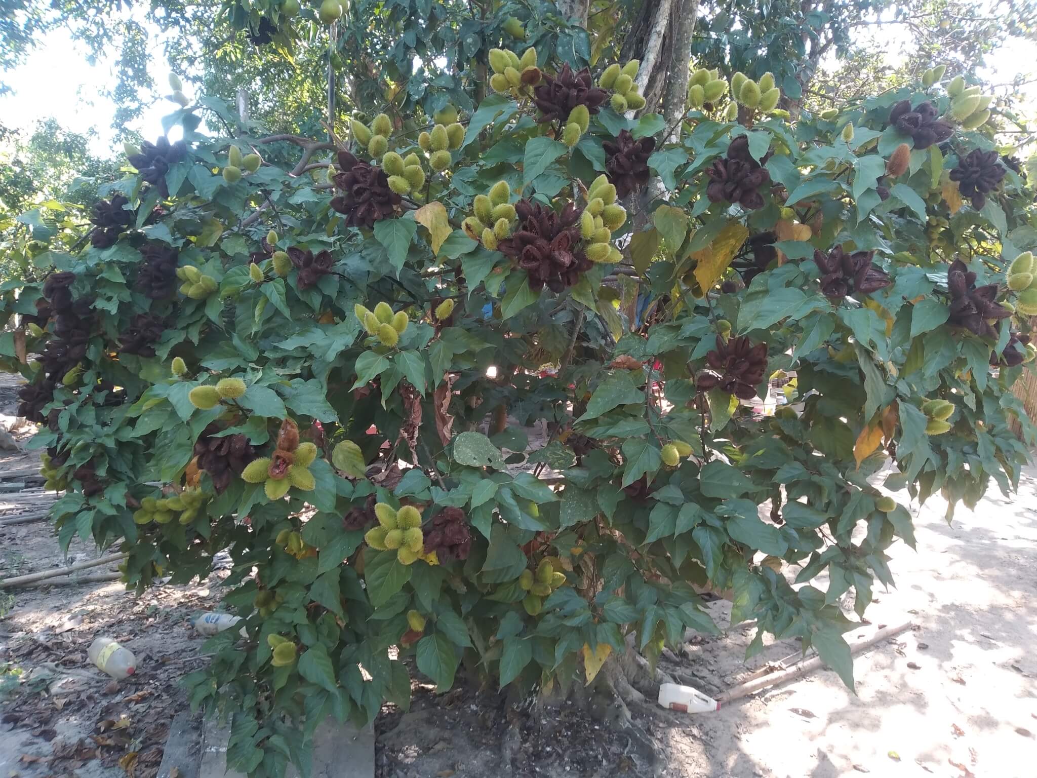 Bixa orellana